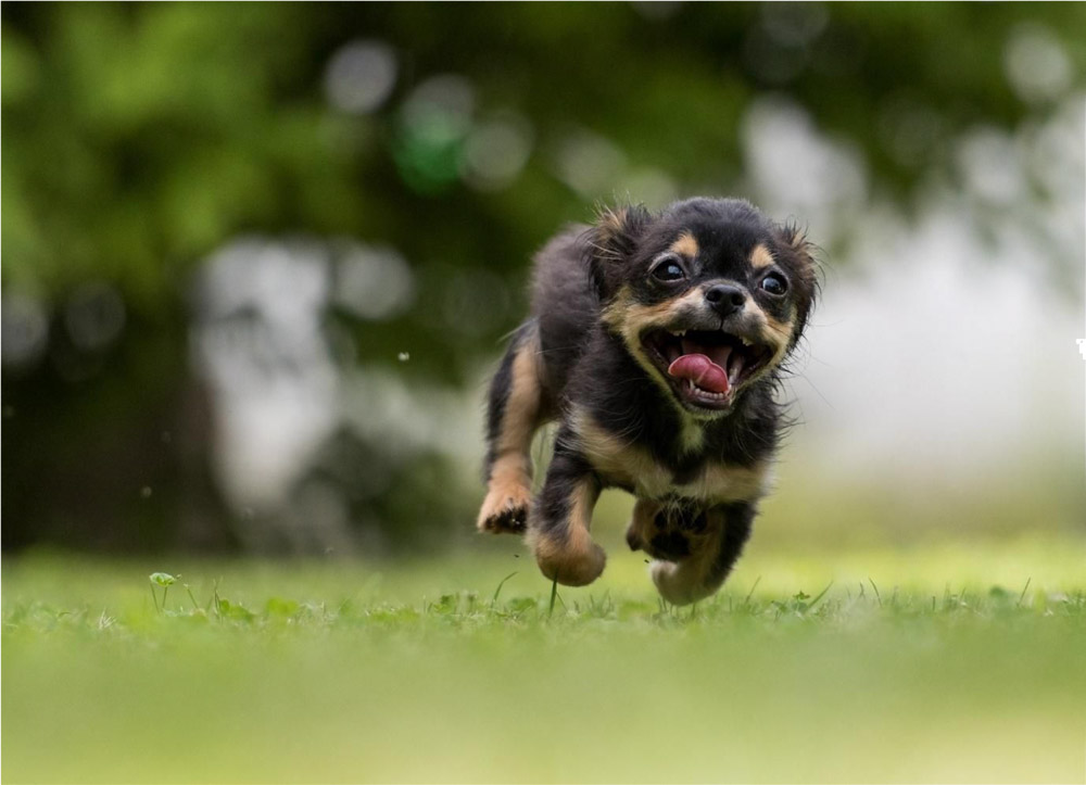 Day Out with your Best Friend! Pet Friendly Parks in Hong Kong